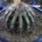 Echinopsis cv