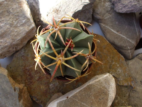 Ferocactus latispinus