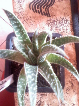 Gasteraloe beguinii