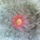 Mammillaria_bocasana-002_357696_40937_t