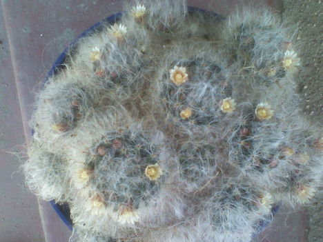 Mammillaria bocasana
