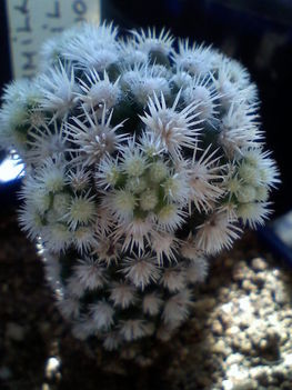 Mammillaria gracilis snowball
