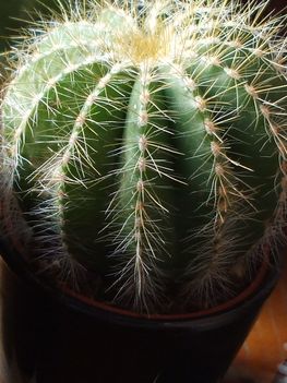 Notocactus magnificus