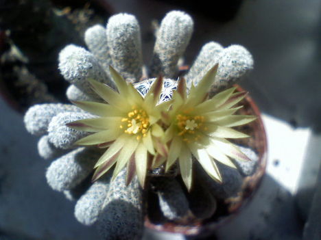 Turbinicarpus pseudomacrochele ssp.kranzianus