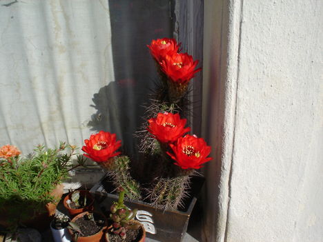 virágzó, kaktuszom