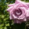a lila rózsa újból virágzik