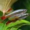 Tanichthys albonubes--kolibrihal