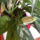 Aglaonema_viraggal_350325_99567_t