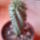 Euphorbia-007_305055_89643_t