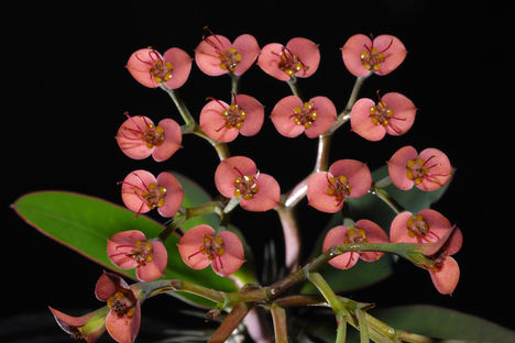 euphorbia_horombensis