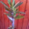 Euphorbia mili lutea