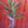 Euphorbia_mili_lutea_305044_39799_t