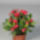 Euphorbiamiliivulcanus003_305517_13991_t