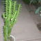 kaktusz mert tüskés