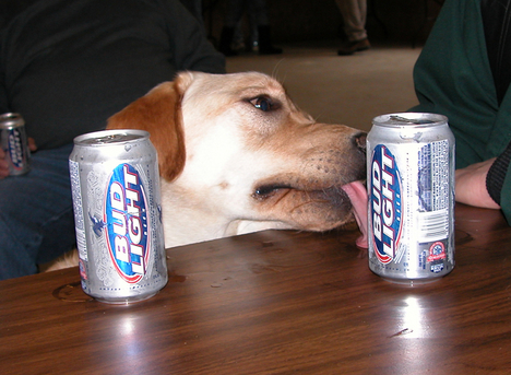 kutya szeret sör