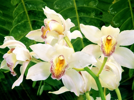 Orchideák2