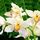 Orchideak2_35505_983882_t