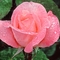 Rózsaszál 2