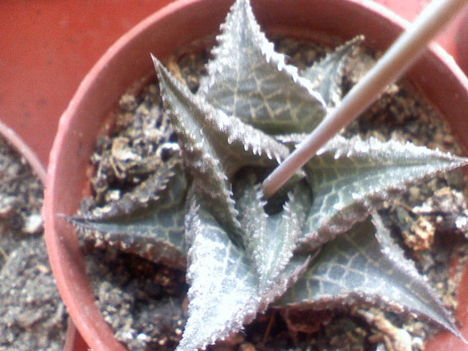 Haworthia limifolia
