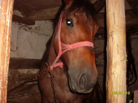 Maros megye dijazott lova.2009-ben...