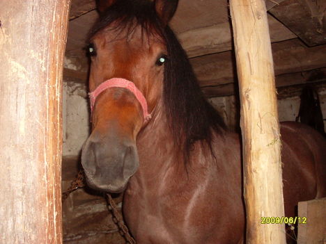 Maros megye dijazott lova.2009-ben... 