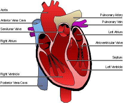 szív 02