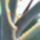 Agave_363140_53657_t