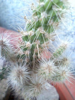 Cylindropuntia