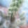 Cylindropuntia-001_363027_10313_t