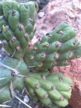 Cylindropuntia