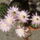 Dsc04217_363591_22243_t
