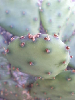 Opuntia