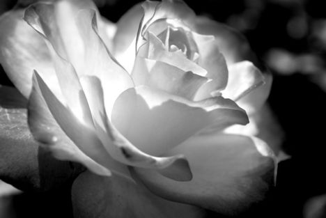 Rózsa fekete-fehéren