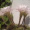 Virágos kaktusz