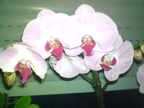Az én virágaim 3