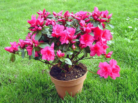 azalea