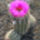 Echinocereus_pectinatus_364611_21497_t