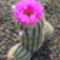 Echinocereus pectinatus