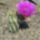 Echinocereus_reichenbachii_364643_18952_t