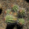 Echinocereus triglochidatus