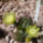 Echinocereus_viridiflorus_364617_23751_t