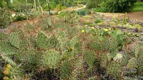 kaktusz kert