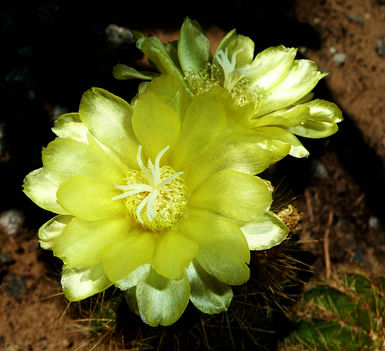 Kaktusz virágok 14