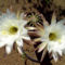 Kaktusz virágok 4