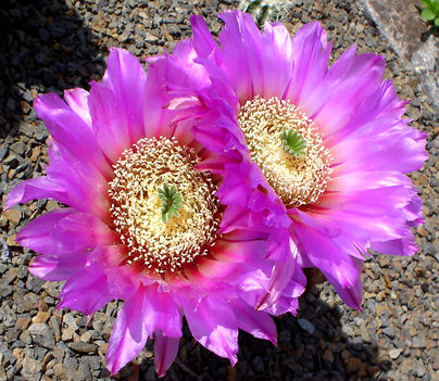 Kaktusz virágok 5