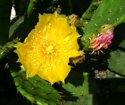 Kaktusz virágok 7