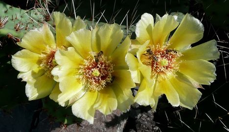 Kaktusz virágok 9