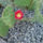 Opuntia_macrorhiza-001_364667_59067_t