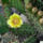 Opuntia_phaeacantha-001_364601_67954_t