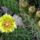 Opuntia_phaeacantha_364597_27800_t